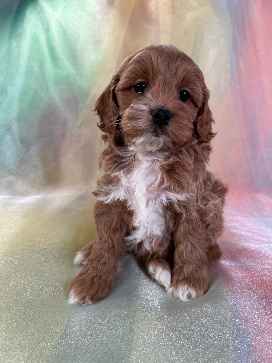 Red Female F1 Cockapoo with White Markings DOB 10-28-2023 $1200
